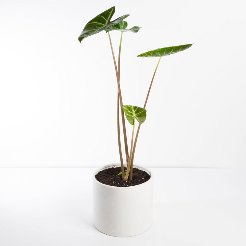 Urban Sprouts Plant 6" in nursery pot Elephant Ear 'Ebony'