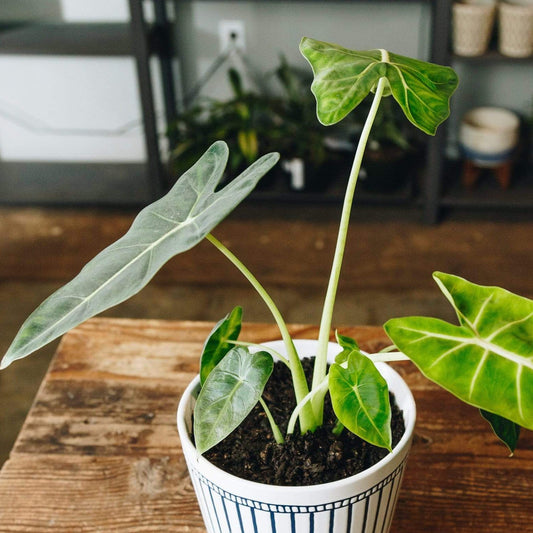 Elephant Ear 'Frydek' - Urban Sprouts