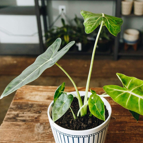 Elephant Ear 'Frydek' - Urban Sprouts