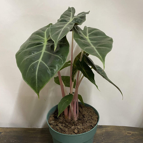 Elephant Ear 'Morocco' - Urban Sprouts