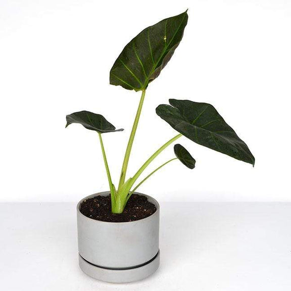 Urban Sprouts Plant 6" in nursery pot Elephant Ear 'Regal Shield'