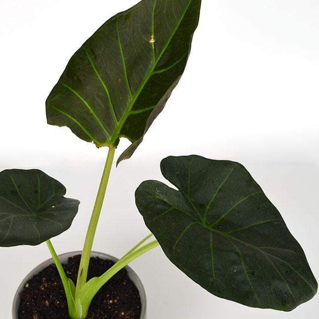 Urban Sprouts Plant 6" in nursery pot Elephant Ear 'Regal Shield'