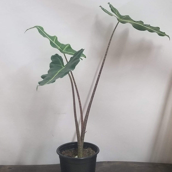 Elephant Ear 'Sarian' - Urban Sprouts