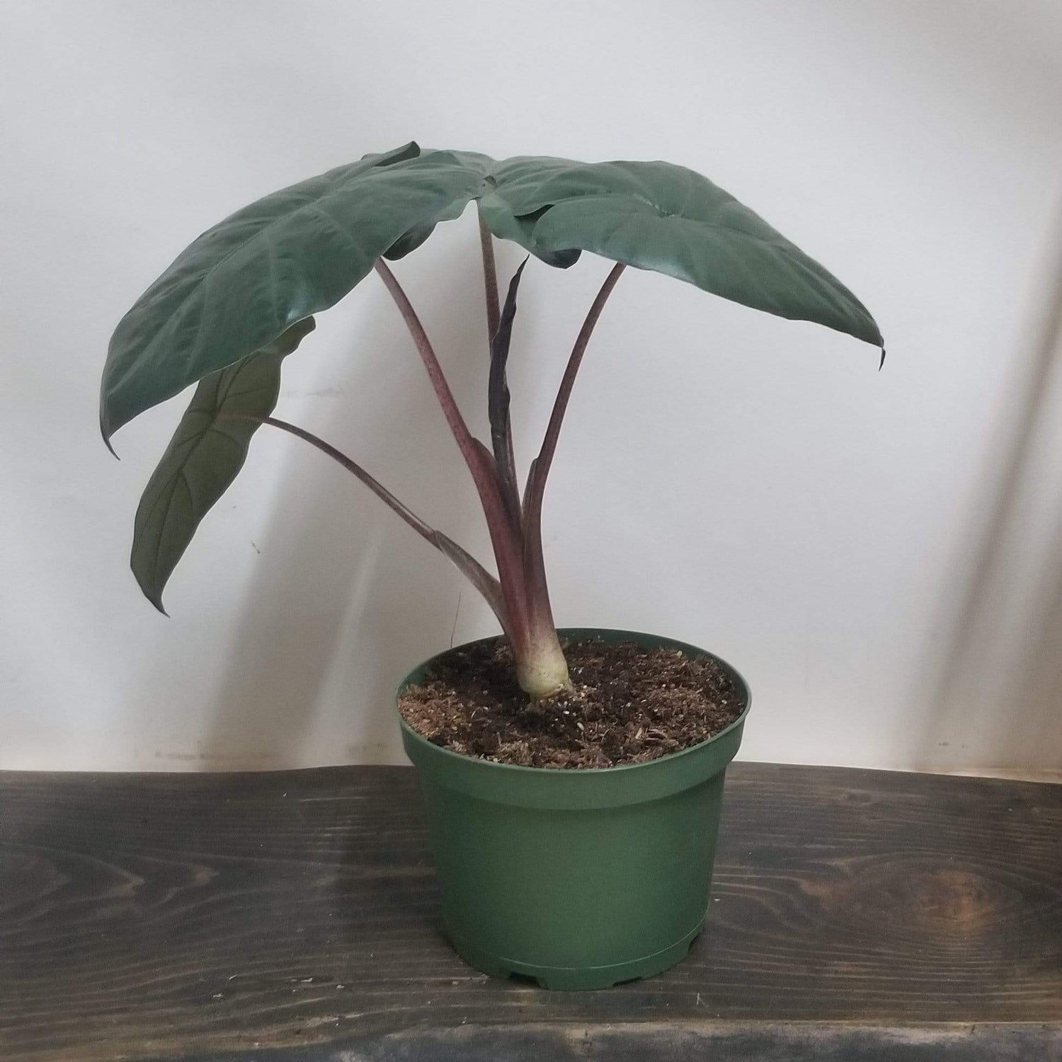 Urban Sprouts Plant 6" in nursery pot Elephant Ear 'Yucatan Princess'