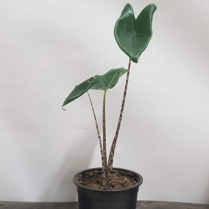 Urban Sprouts Plant 6" in nursery pot Elephant Ear 'Zebrina'