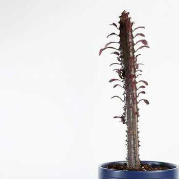 Cactus 'African Milk Tree - Royal Red' - Urban Sprouts