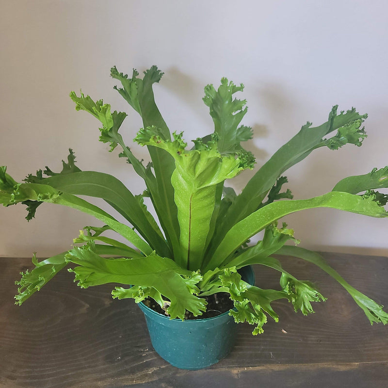 Urban Sprouts Plant 6" in nursery pot Fern 'Bird's Nest - Leslie'