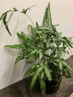 Urban Sprouts Plant 6" in nursery pot Fern 'Cretan Brake'