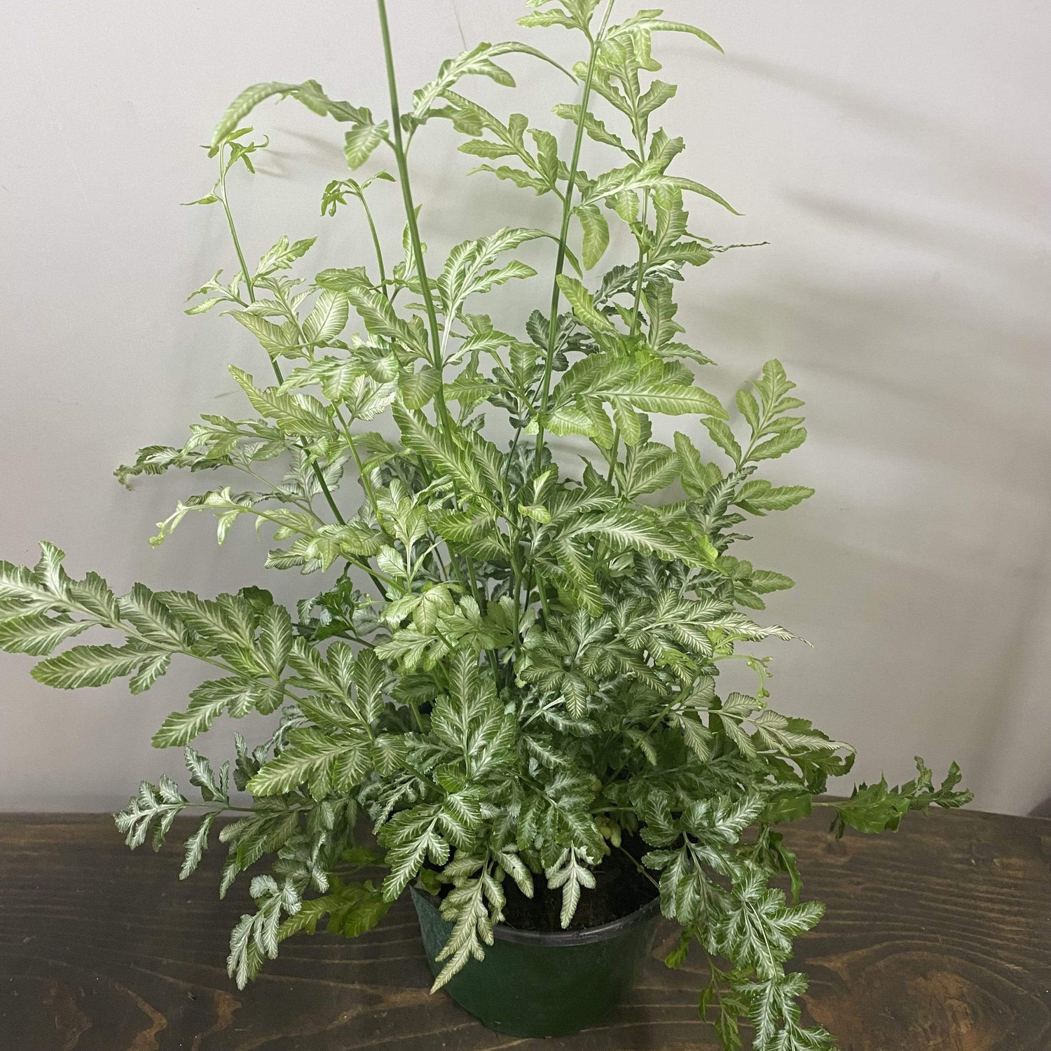 Urban Sprouts Plant 6" in nursery pot Fern 'Silver Lace'