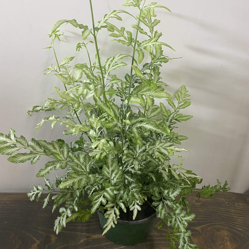Urban Sprouts Plant 6" in nursery pot Fern 'Silver Lace'