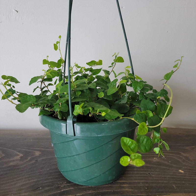 Urban Sprouts Plant 6" in nursery pot Fig 'Creeping'