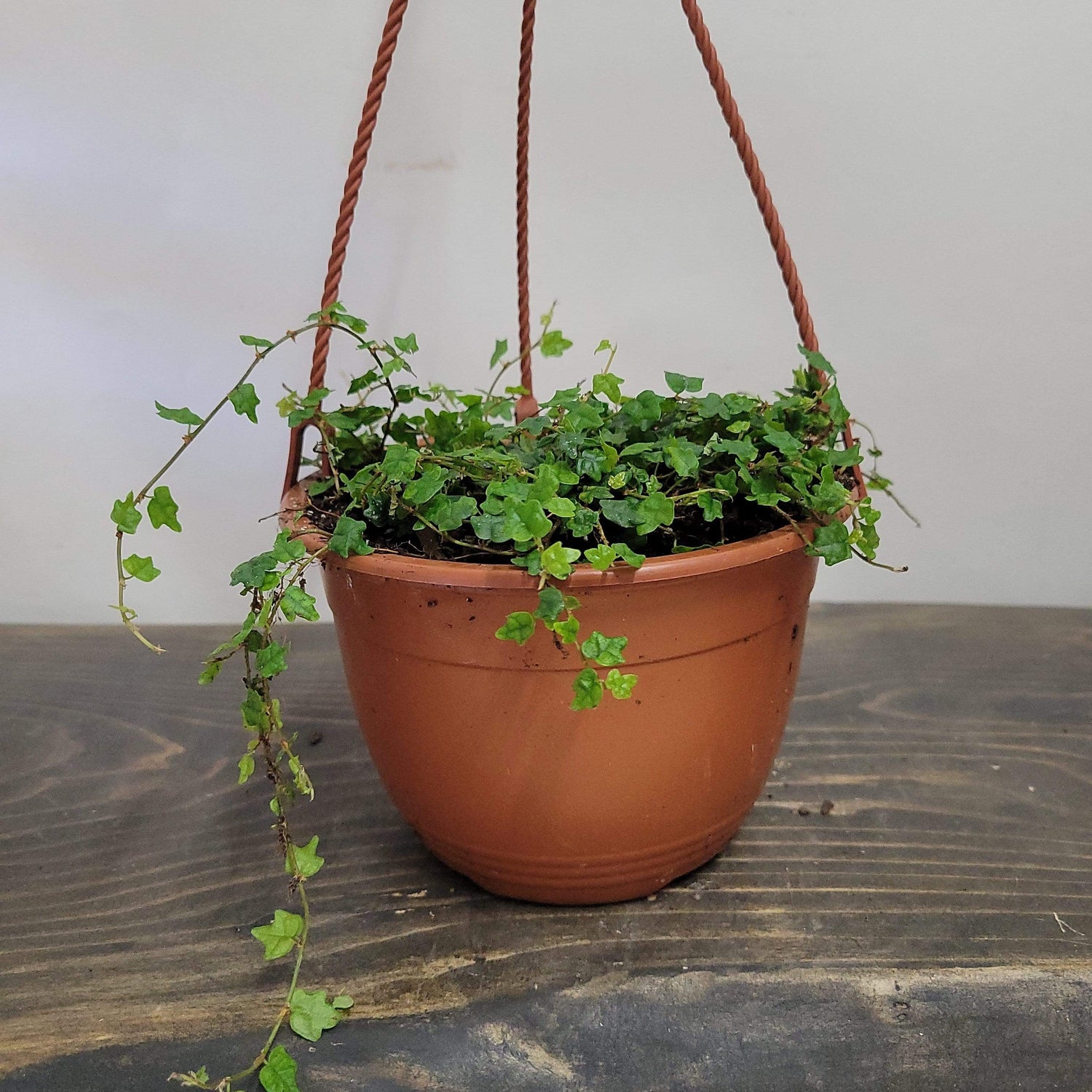 Urban Sprouts Plant 6" in nursery pot Fig 'Creeping Oak Leaf'