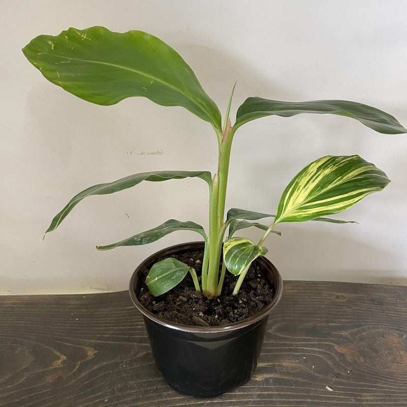 Urban Sprouts Plant 6" in nursery pot Ginger 'Variegated'