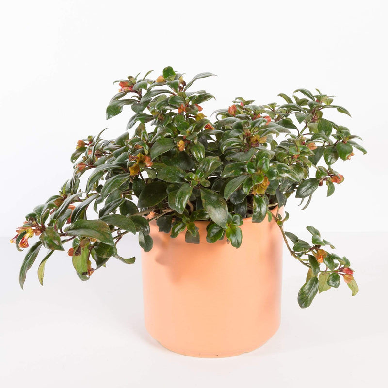 Urban Sprouts Plant 6" in nursery pot Goldfish Plant 'Maroon'