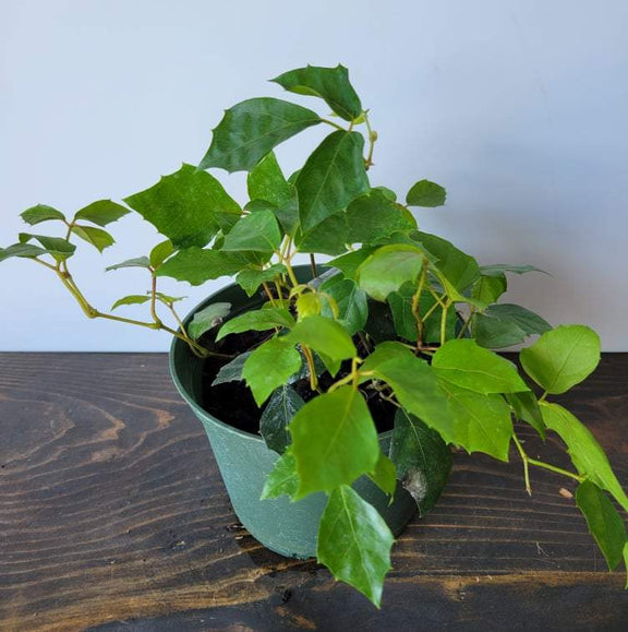 Urban Sprouts Plant 6" in nursery pot Grape Ivy 'Oak Leaf'