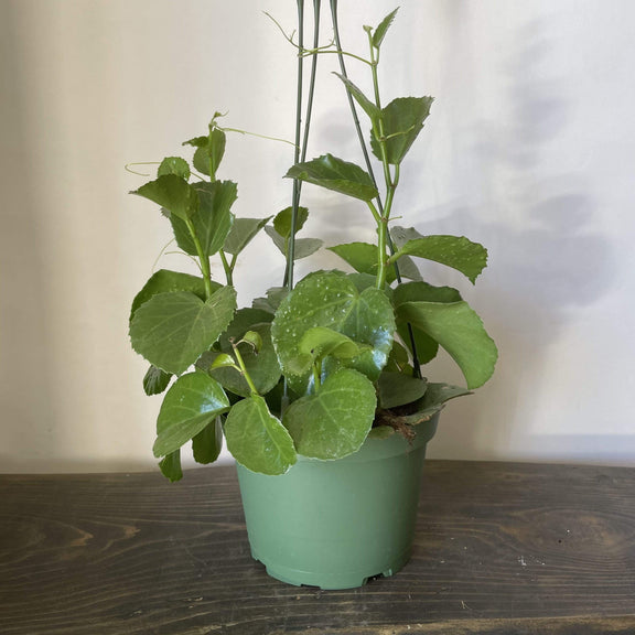 Urban Sprouts Plant 6" in nursery pot Grape Ivy 'Peruvian'