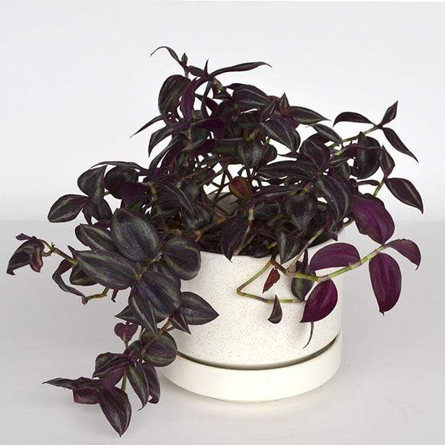 Urban Sprouts Plant 6" in nursery pot Inch Plant 'Red'