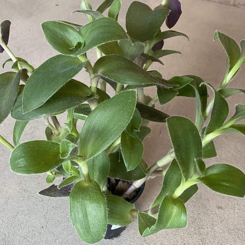 Urban Sprouts Plant 6" in nursery pot Inch Plant 'White Velvet'