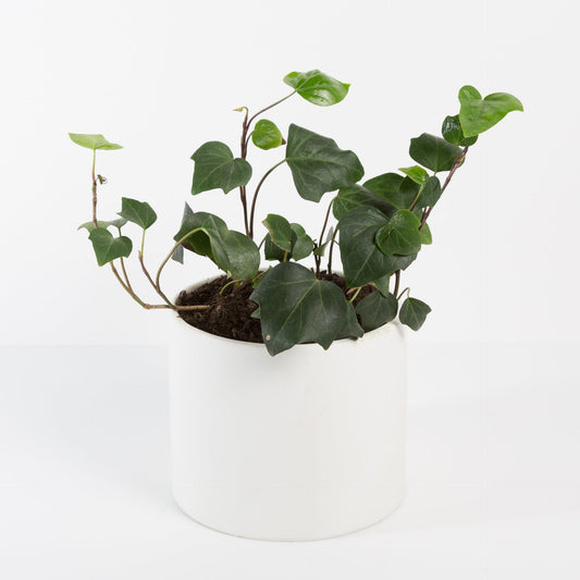 Urban Sprouts Plant 6"  in nursery pot Ivy 'Algerian'