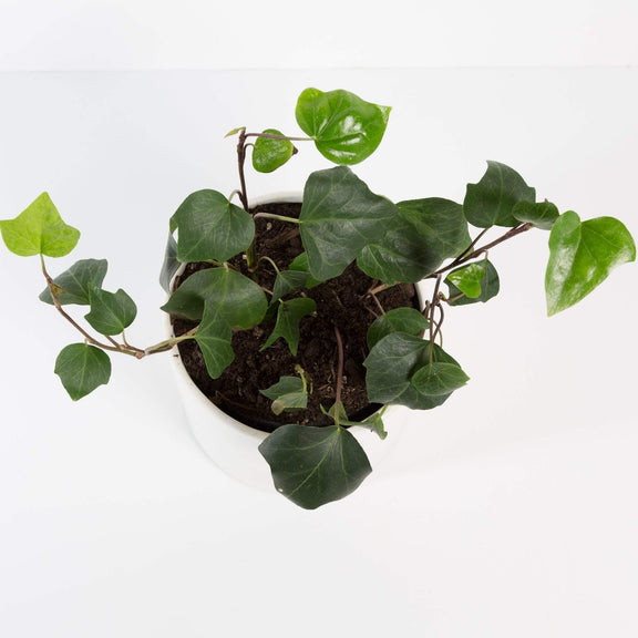 Urban Sprouts Plant 6"  in nursery pot Ivy 'Algerian'