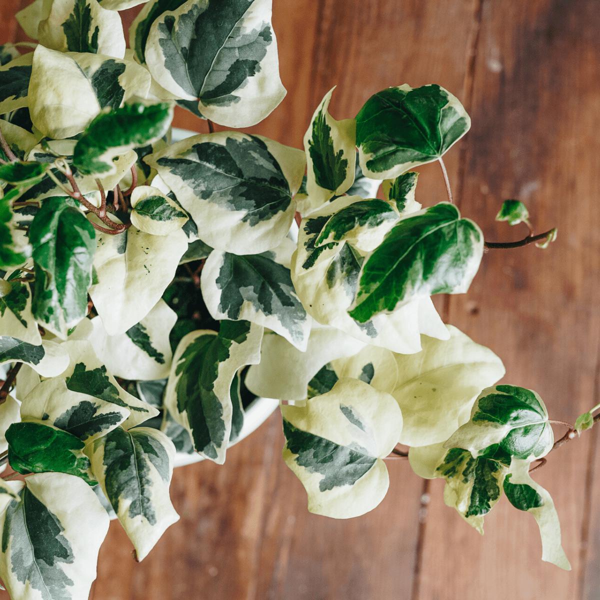 Ivy 'Algerian - Variegated' - Urban Sprouts