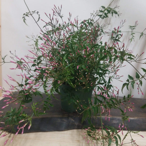 Urban Sprouts Plant 6" in nursery pot Jasmine 'Flowering'