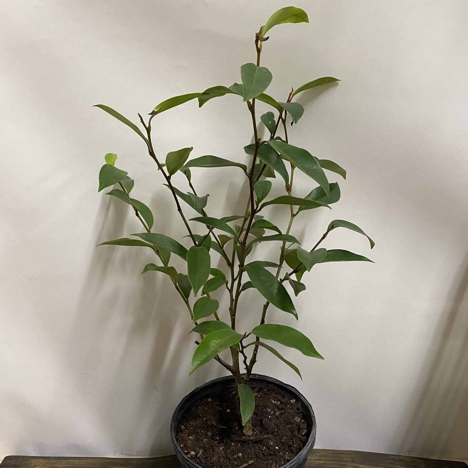 Magnolia 'Banana Shrub' - Urban Sprouts