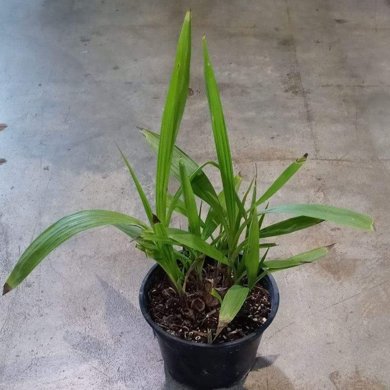 Urban Sprouts Plant 6" in nursery pot Orchid 'Ground'