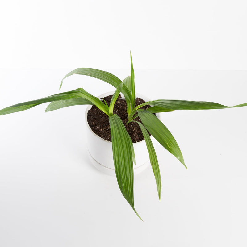 Urban Sprouts Plant 6" in nursery pot Orchid 'Ground'