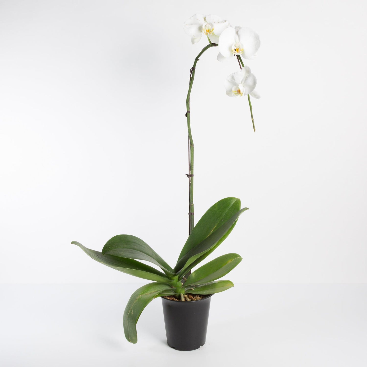 Urban Sprouts Plant 6" in nursery pot Orchid 'Moth - Phalaenopsis'