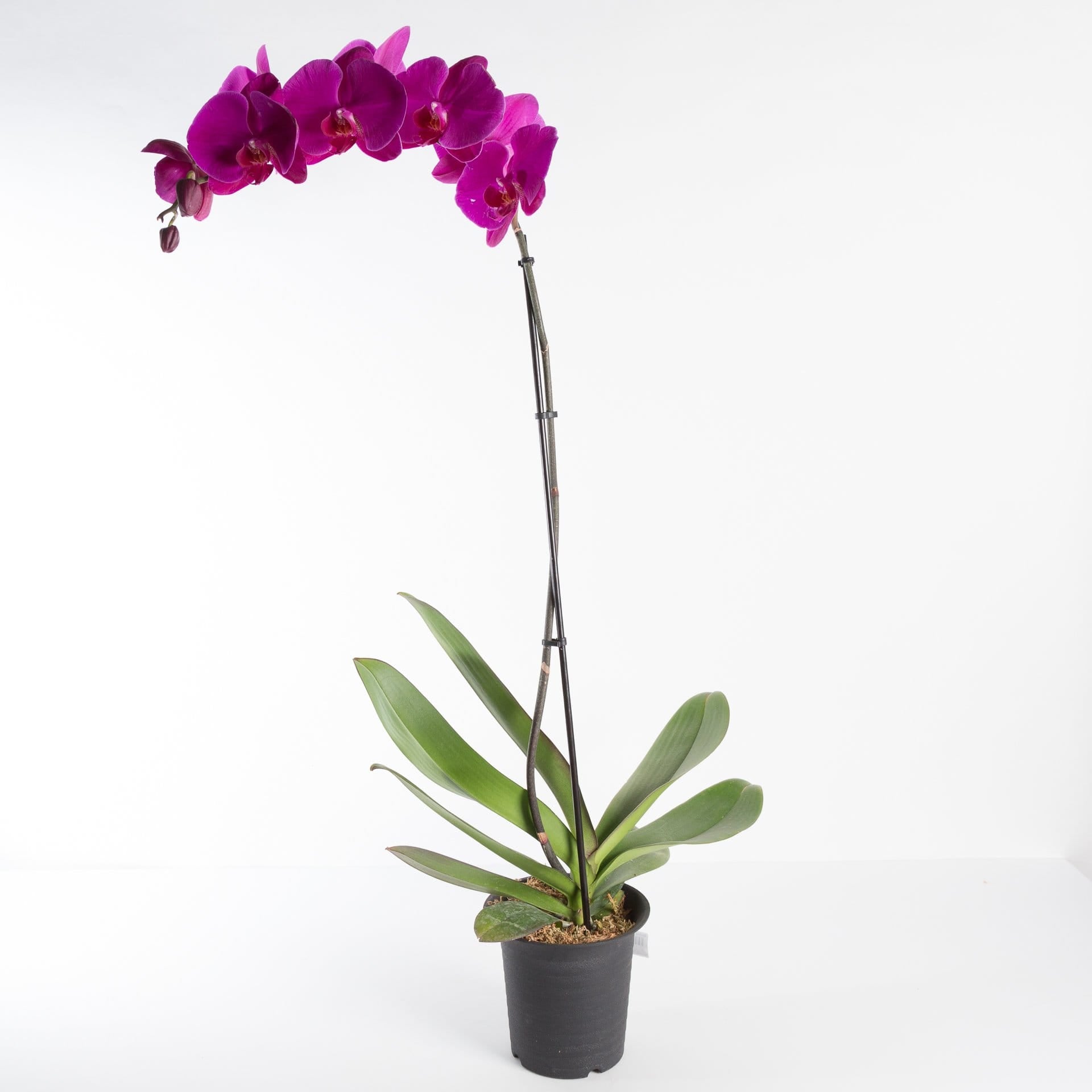 Urban Sprouts Plant 6" in nursery pot Orchid 'Moth - Phalaenopsis'