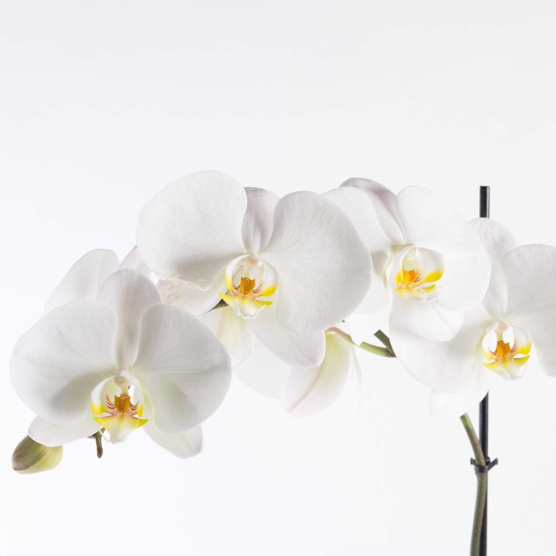 Urban Sprouts Plant 6" in nursery pot Orchid 'Moth - Phalaenopsis'
