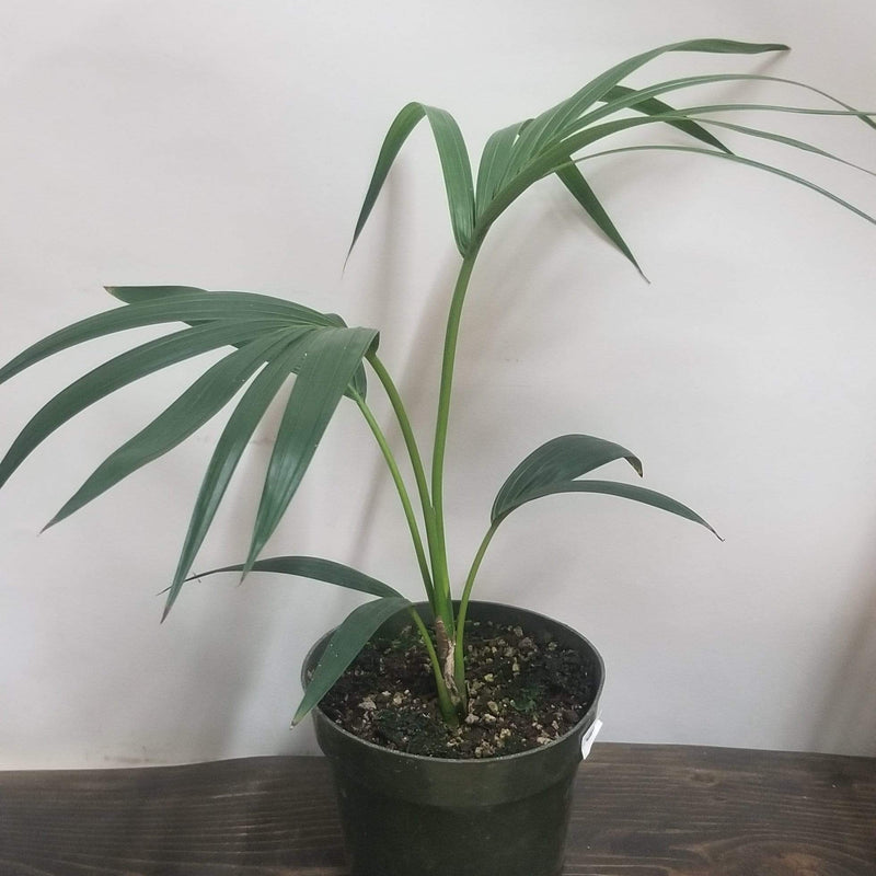 Urban Sprouts Plant 6" in nursery pot Palm 'Kentia'