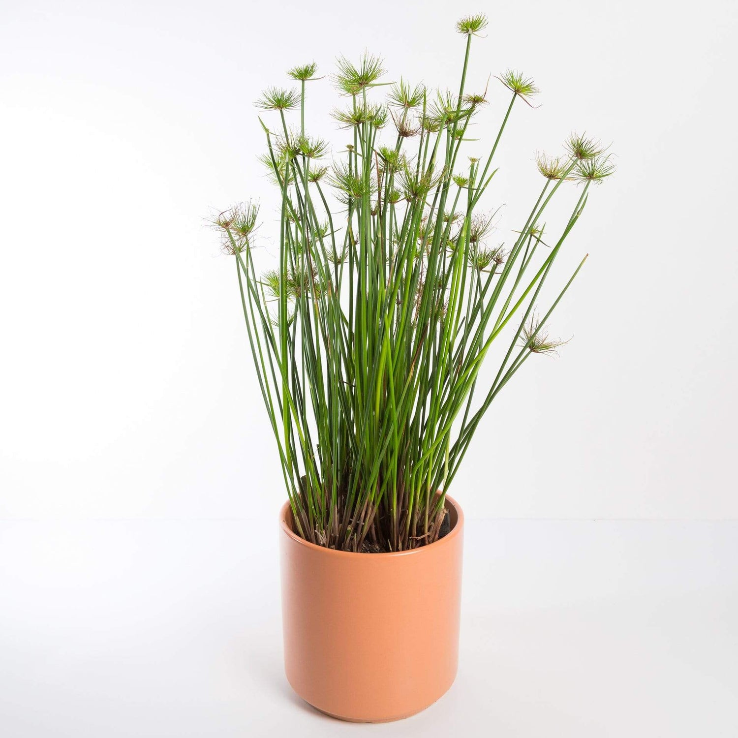 Urban Sprouts Plant 6" in nursery pot Papyrus 'Dwarf'