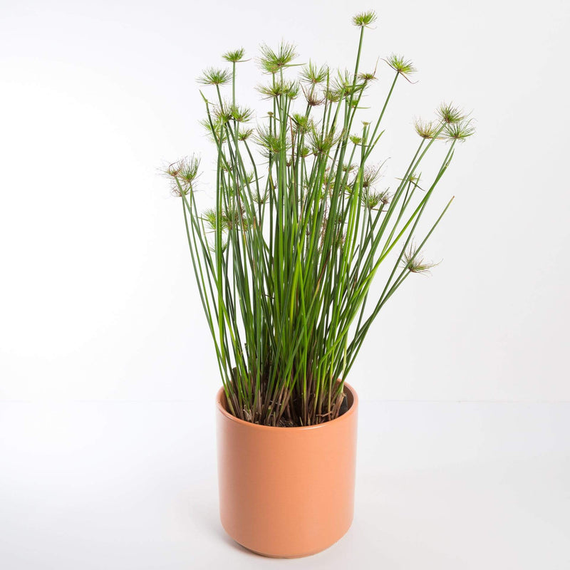 Urban Sprouts Plant 6" in nursery pot Papyrus 'Dwarf'