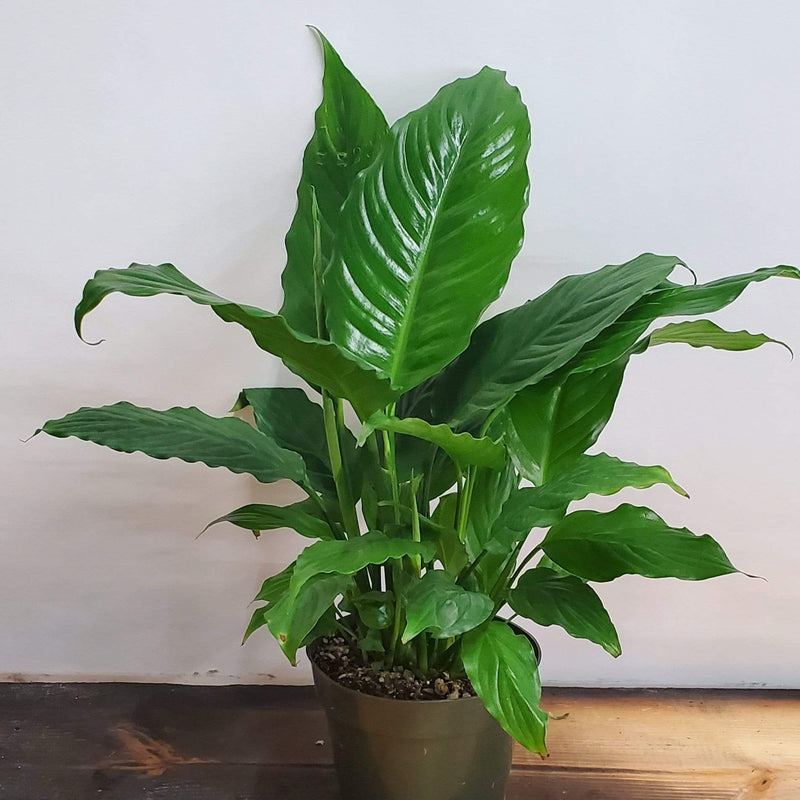 Peace Lily 'Alpha' - Urban Sprouts