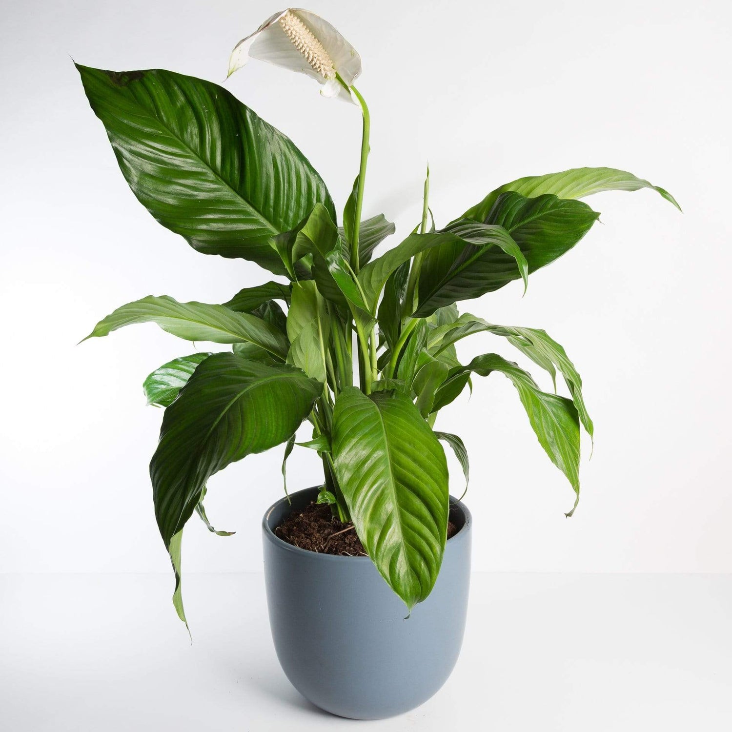 Urban Sprouts Plant 6" in nursery pot Peace Lily 'Viscount'