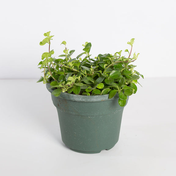 Urban Sprouts Plant 6" in nursery pot Peperomia 'Jitterbug'