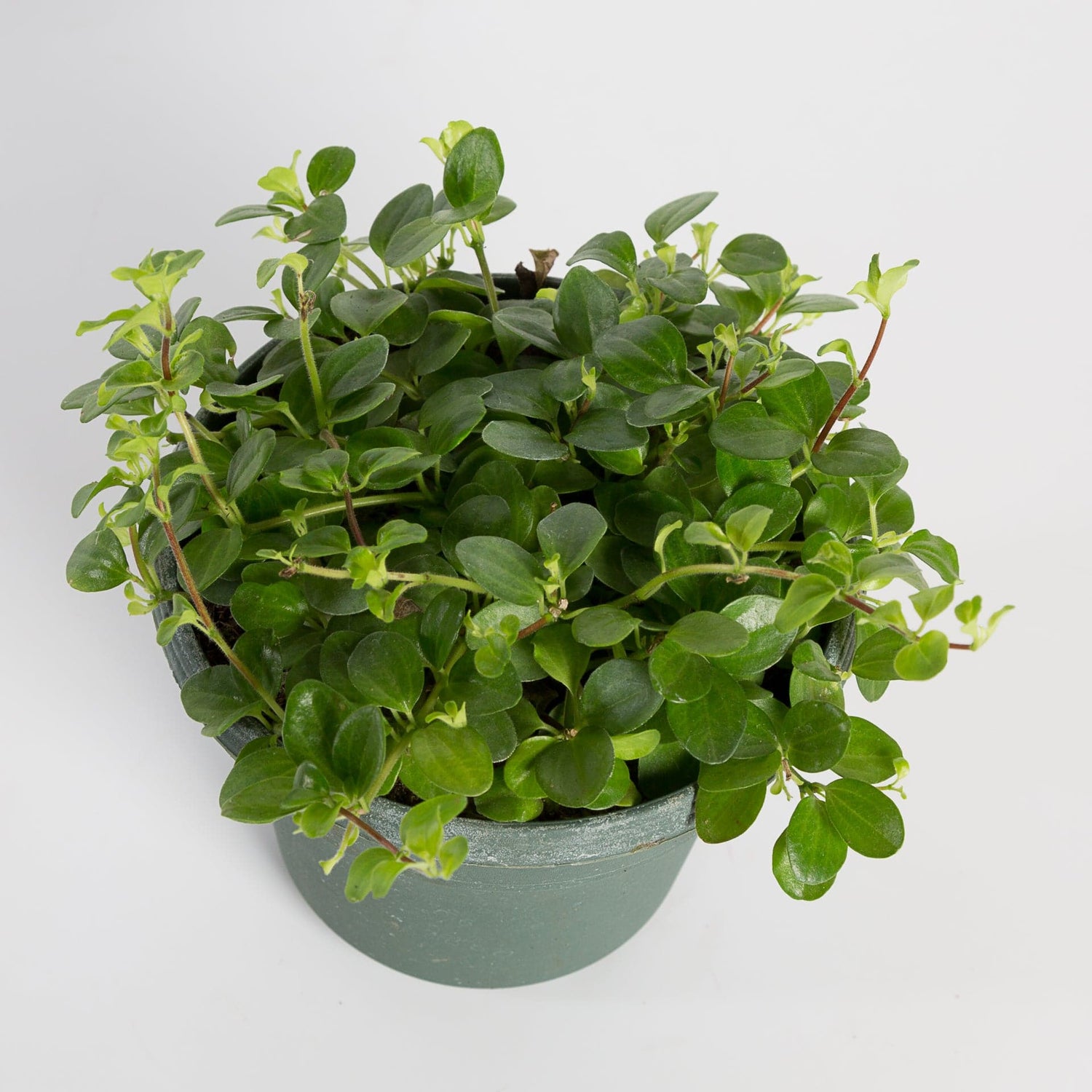 Urban Sprouts Plant 6" in nursery pot Peperomia 'Jitterbug'