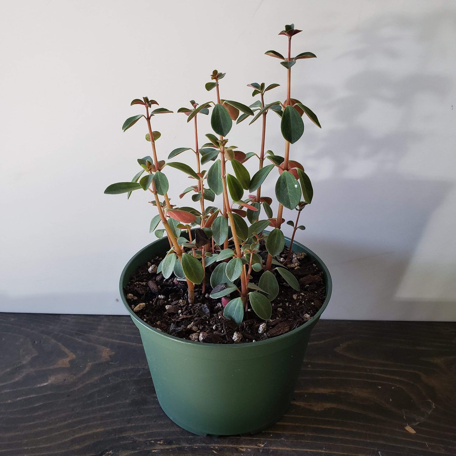 Urban Sprouts Plant 6" in nursery pot Peperomia 'Red Log'