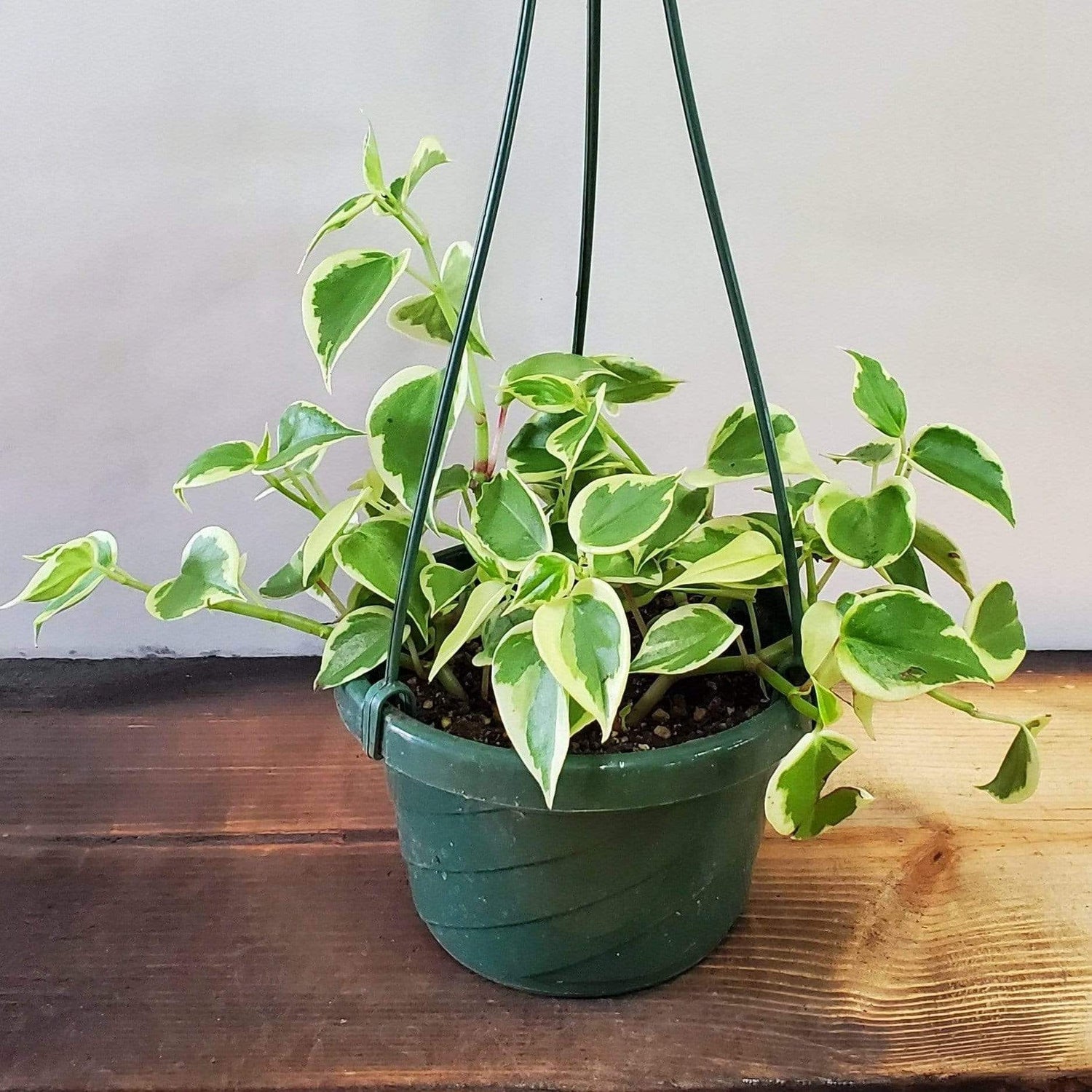 Urban Sprouts Plant 6" in nursery pot Peperomia 'Scandens - Variegated'