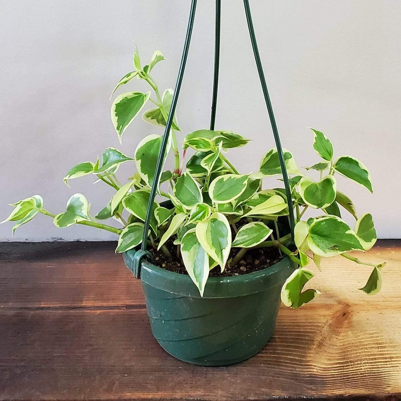 Peperomia 'Scandens - Variegated' – Urban Sprouts