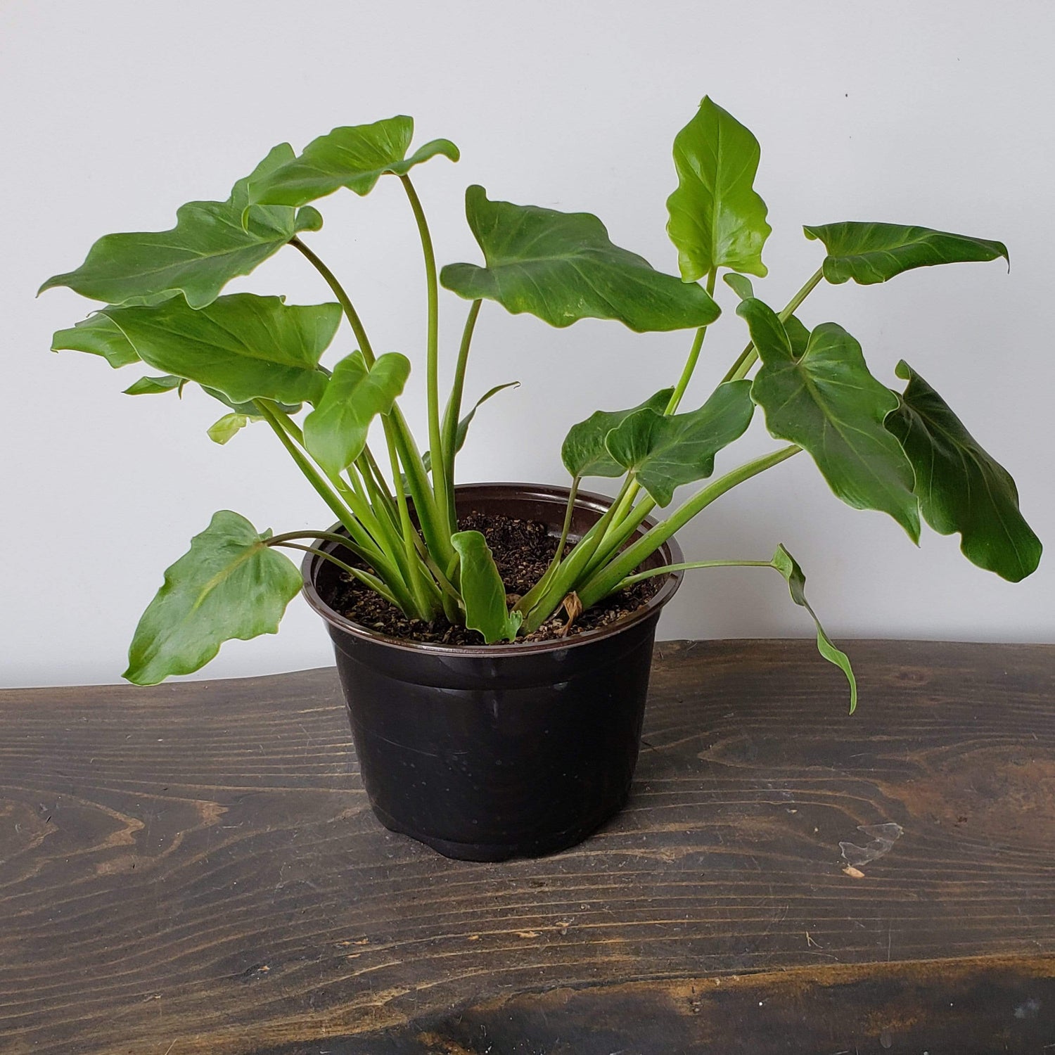 Urban Sprouts Plant 6" in nursery pot Philodendron 'Danadu'