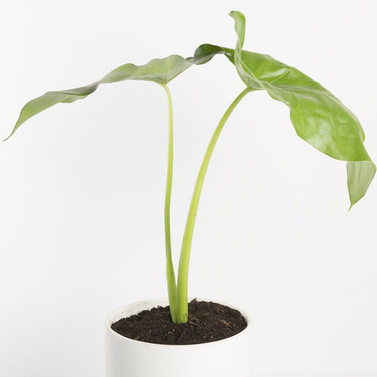 Philodendron 'Giganteum' - Urban Sprouts