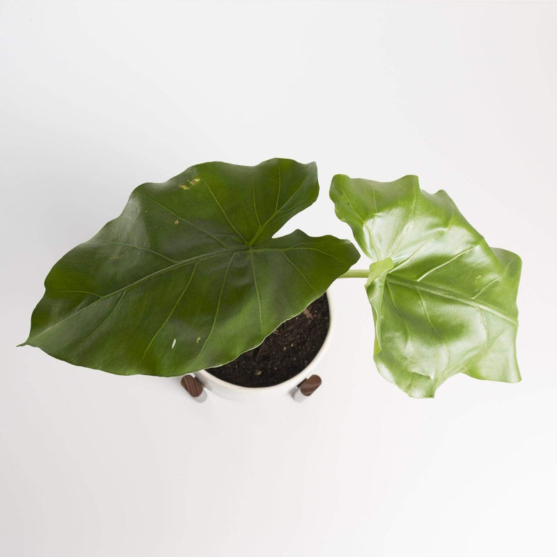 Philodendron 'Giganteum' - Urban Sprouts