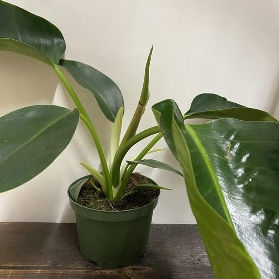 Philodendron 'Green Congo' - Urban Sprouts