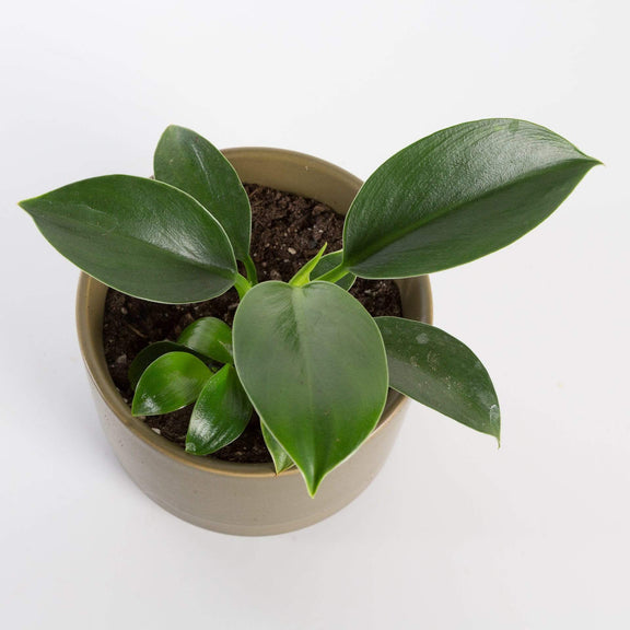 Urban Sprouts Plant 6" in nursery pot Philodendron 'Green Princess'
