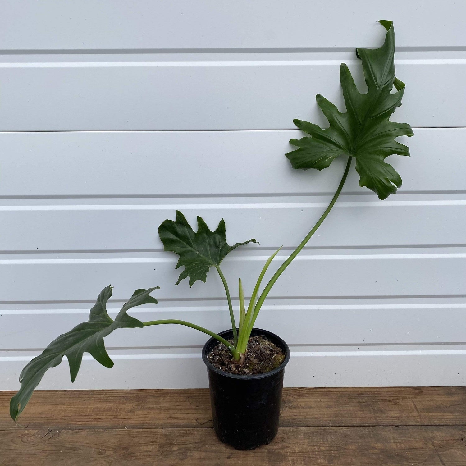 Philodendron 'Hope' - Urban Sprouts