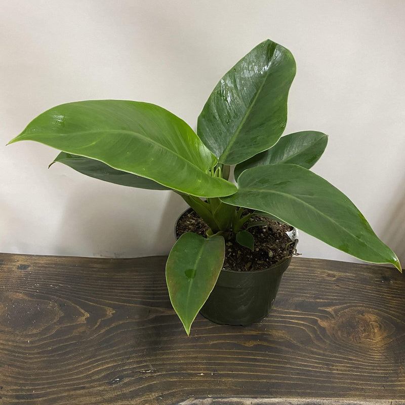Philodendron 'Imperial Green' - Urban Sprouts