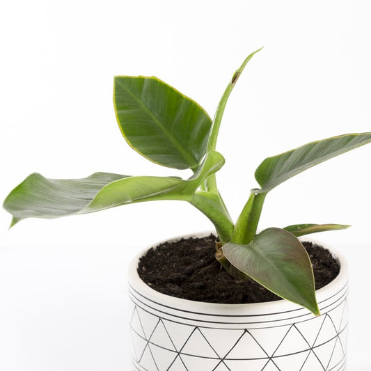 Philodendron 'Imperial Green' - Urban Sprouts